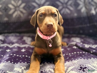 Doberman Pinscher dogs Ginger - Ad 29