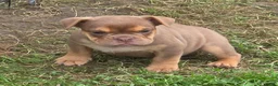 English Bulldog dogs for sale: Tinkabelle chocolate and tan  - Ad 6