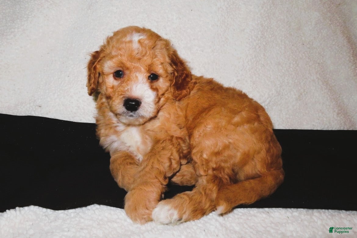 Mini Goldendoodle dogs Finn - Ad 1