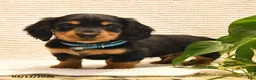 Miniature Dachshund dogs for sale: Willie - Ad 2