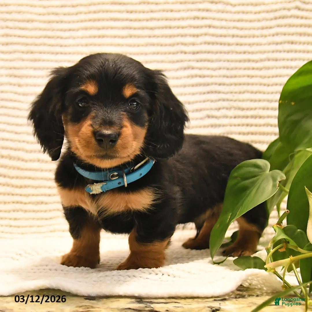 Miniature Dachshund dogs for sale: Willie - Ad 2