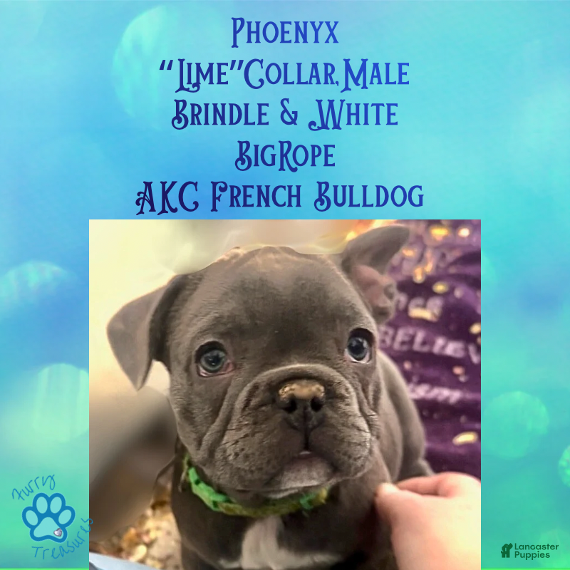 French Bulldog dogs Phoenyx “Lime Green Collar” Male  - Ad 7