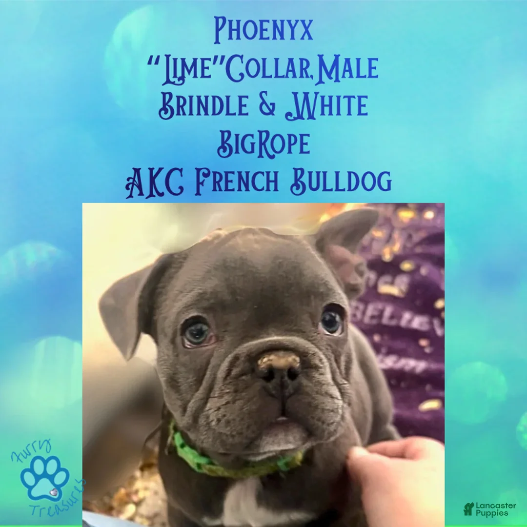 French Bulldog dogs for sale: Phoenyx “Lime Green Collar” Male  - Ad 1