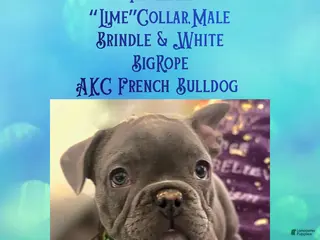 French Bulldog dogs Phoenyx “Lime Green Collar” Male - Ad 27