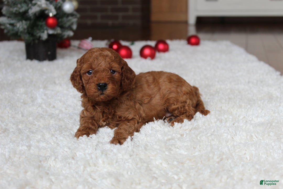 Cavapoochon dogs for sale: Malcolm - Ad 7