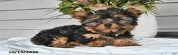 Yorkshire Terrier dogs for sale: Tiny - Ad 4