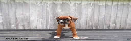 Boxer dogs for sale: Cherry - Ad 4