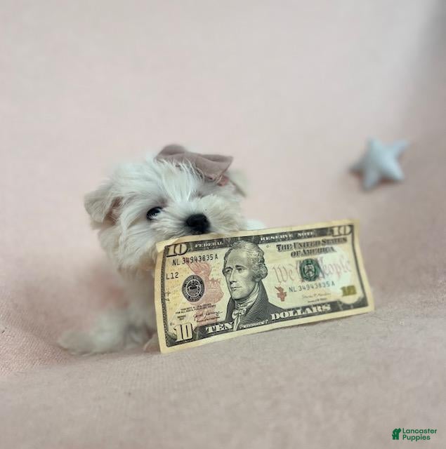 Maltese dogs Teacup Maltese - Ad 13