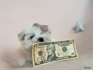 Maltese dogs Teacup Maltese - Ad 15