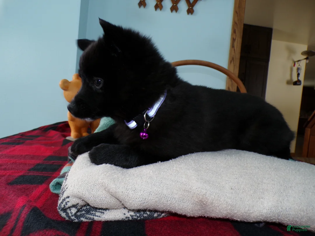 Alaskan Klee Kai dogs for sale: Alaskan Klee Kai Puppy 4 Bernice - Ad 4