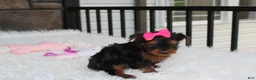 Yorkiepoo dogs for sale: Ella  - Ad 16