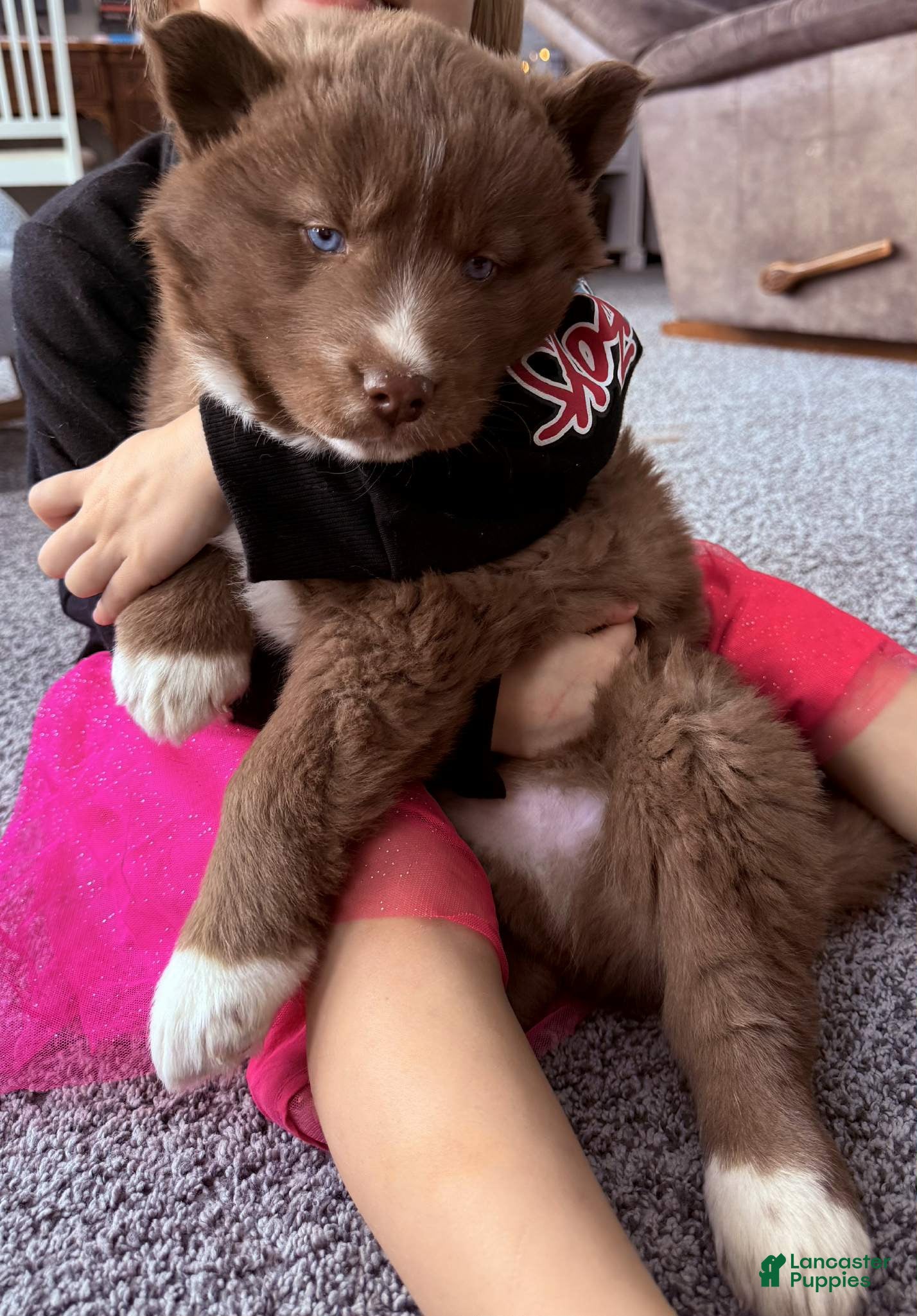 Siberian Husky dogs Snickerdoodle - Ad 24