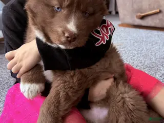 Siberian Husky dogs Snickerdoodle - Ad 24