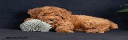 Miniature Poodle dogs for sale: Cashew - Ad 4