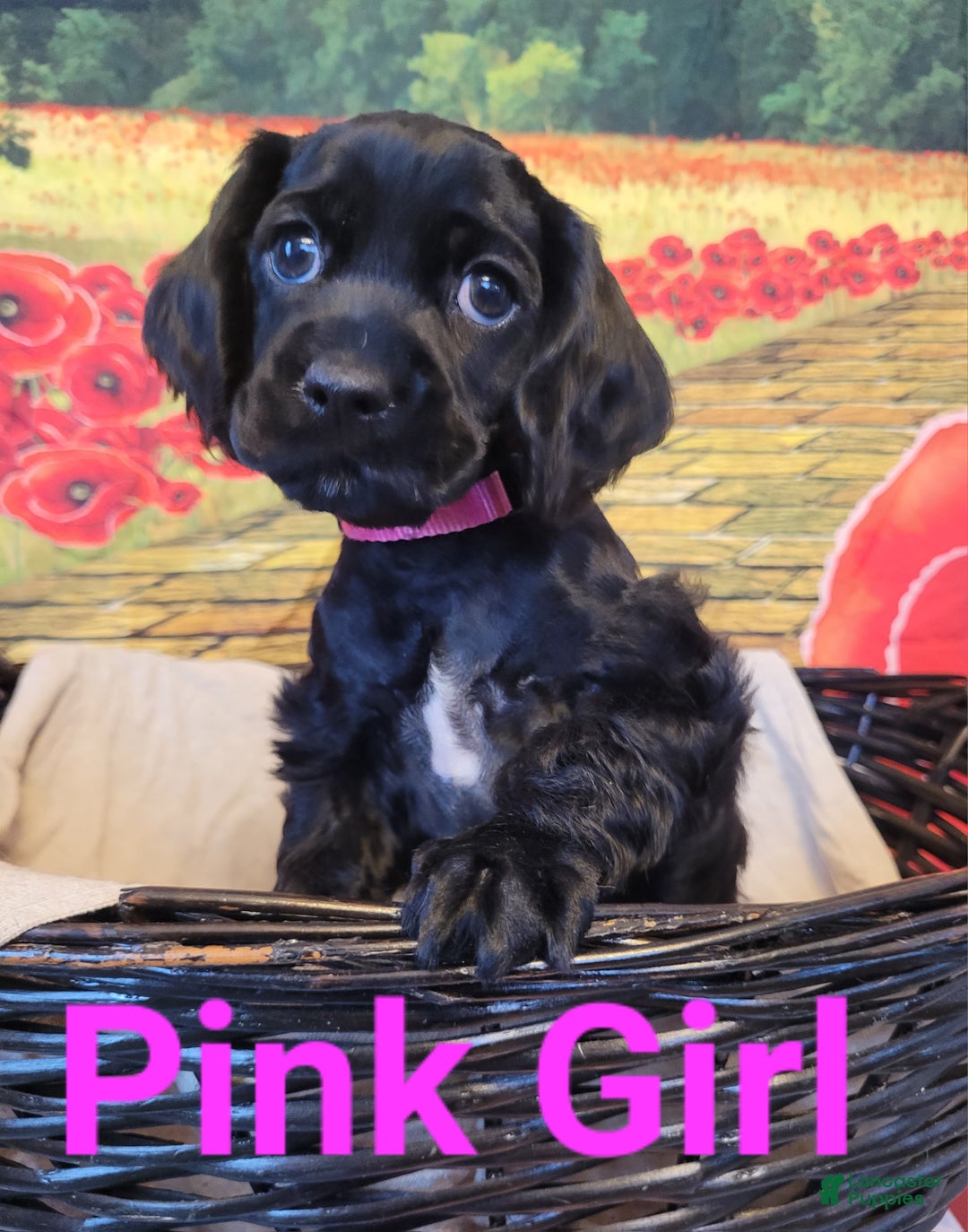 Cockapoo dogs for sale: Pink Girl  - Ad 1