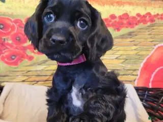 Cockapoo dogs Pink Girl - Ad 23