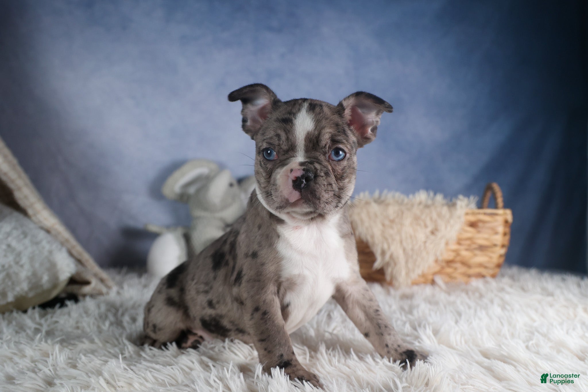 Frenchton dogs ISABELLA - Ad 2