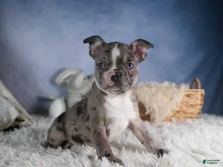 Frenchton dogs ISABELLA - Ad 2