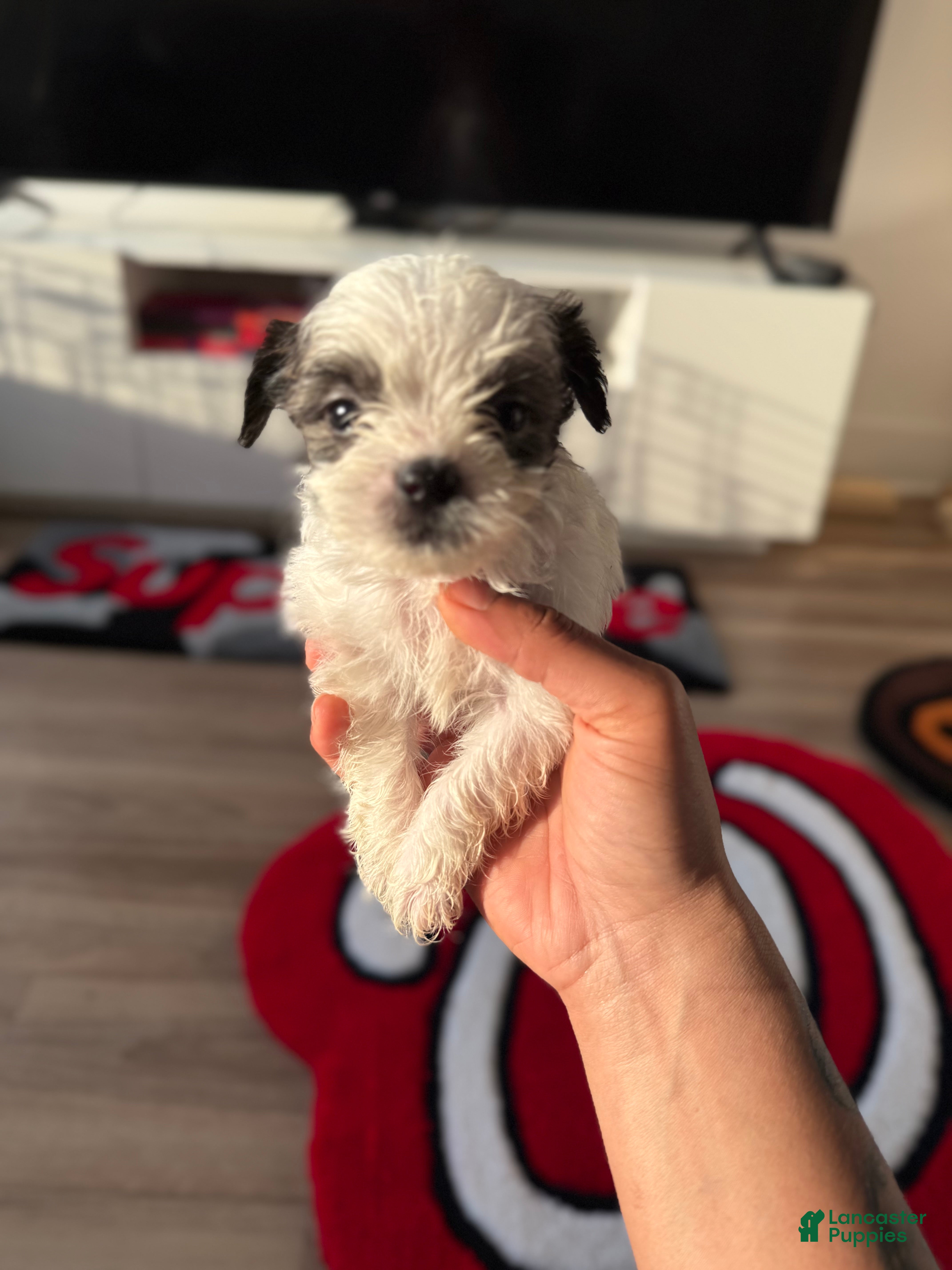 Shorkie dogs Shorkie 6 - Ad 25