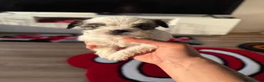 Shorkie 6