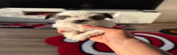 Shorkie dogs for sale: Shorkie 6 - Ad 1