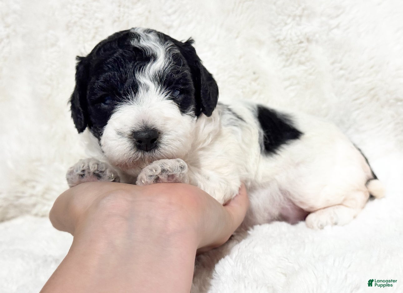 Cavapoo dogs Harlow - Ad 39