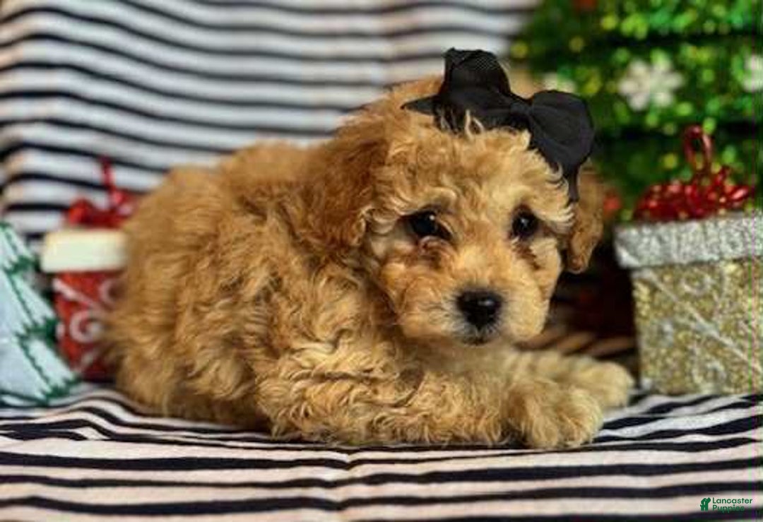 Toy Poodle dogs for sale: Lizzy - Ad 1