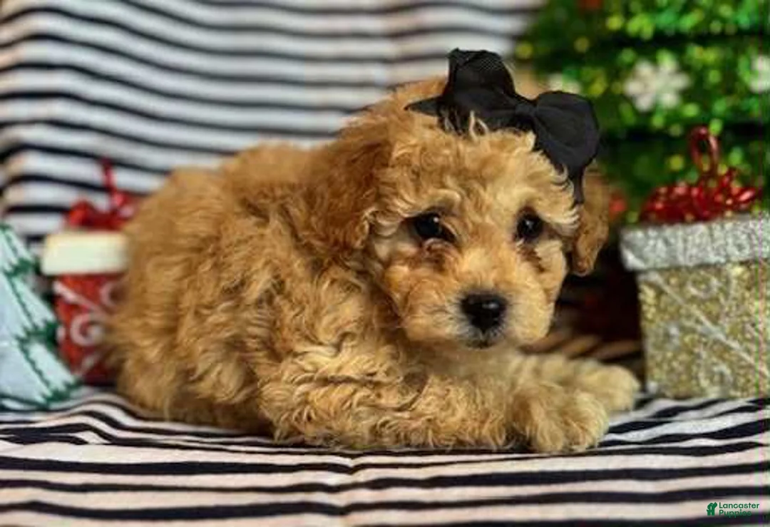 Toy Poodle dogs for sale: Lizzy - Ad 1