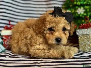 Toy Poodle dogs Lizzy - Ad 36