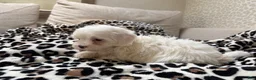 Maltipoo dogs for sale: Snow - Ad 9