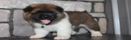 Akita dogs for sale: AKC Bear - Ad 8
