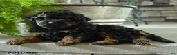 Yorkiepoo dogs for sale: Jo jo - Ad 4
