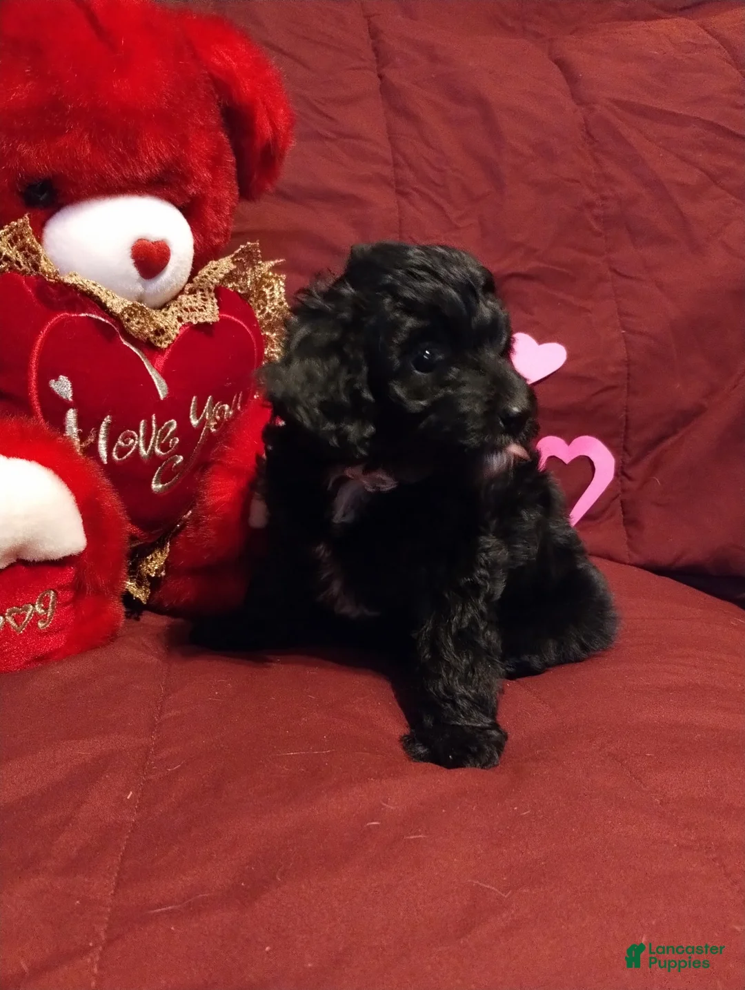 Cavapoochon dogs for sale: Bella - Ad 2