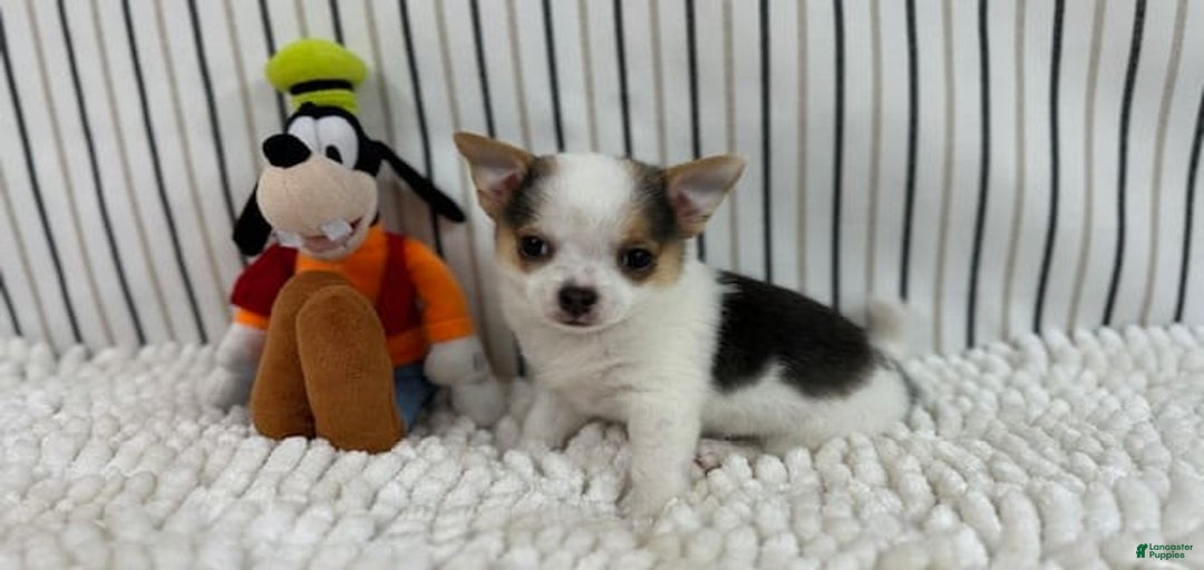 Gallery Image {{count}}