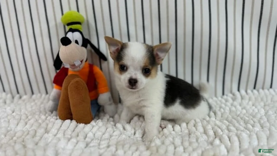 Gallery Image {{count}}