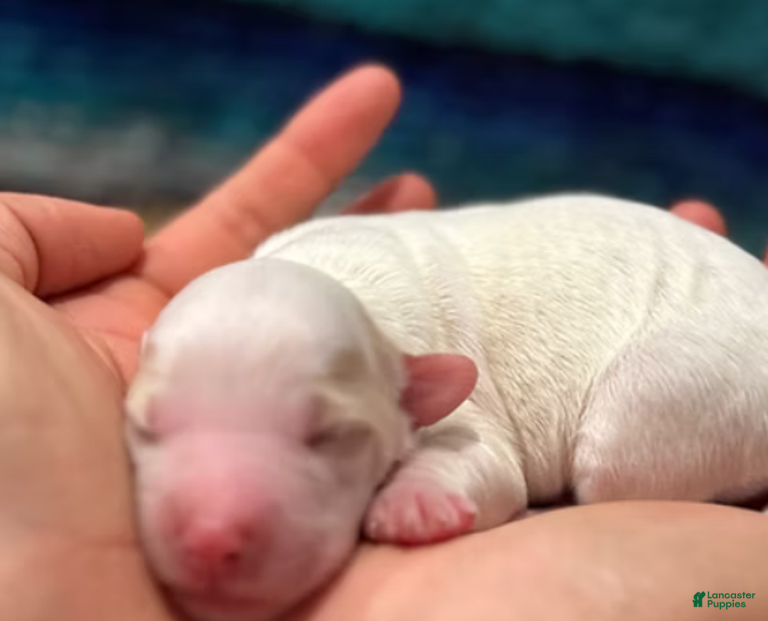 Mini Bernedoodle dogs for sale: Snow - Ad 10