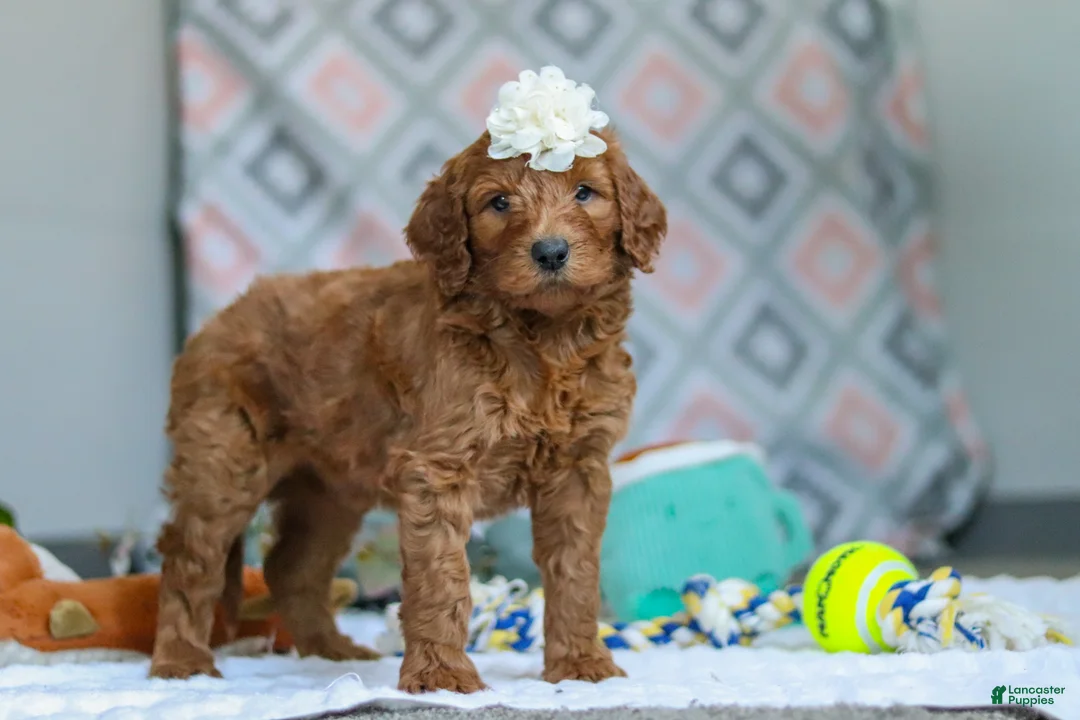 Goldendoodle dogs for sale: Molly - Ad 3
