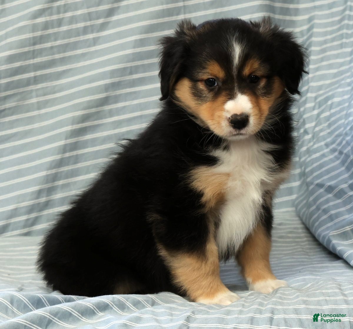 Australian Shepherd dogs for sale: Lady - Ad 7