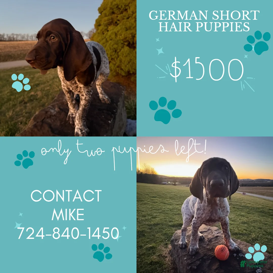 German Shorthaired Pointer dogs for sale: German Shorthaired Pointer Puppy 1 - Ad 4