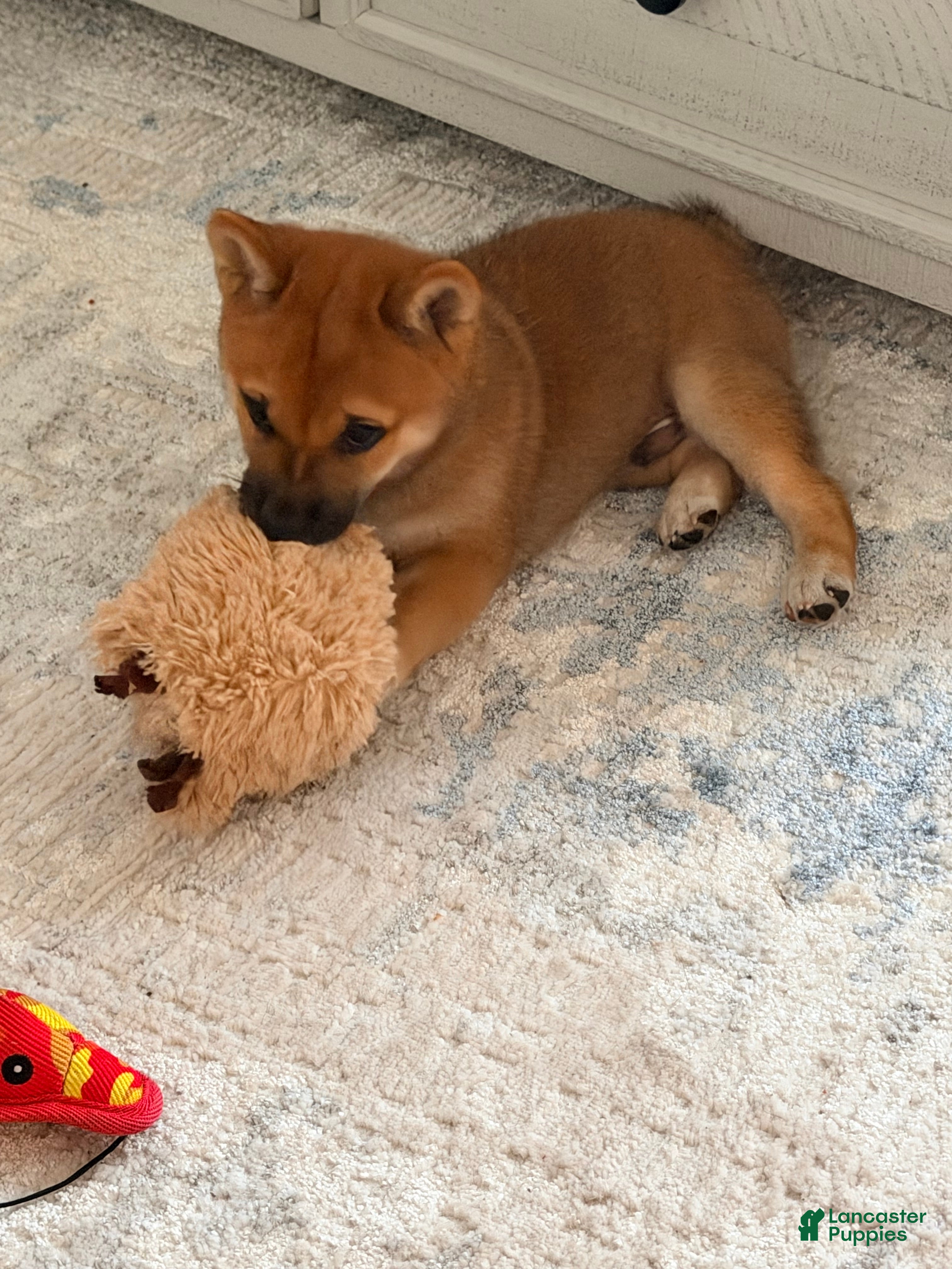 Shiba Inu dogs for sale: Shiba Inu 1 Foxy - Ad 2