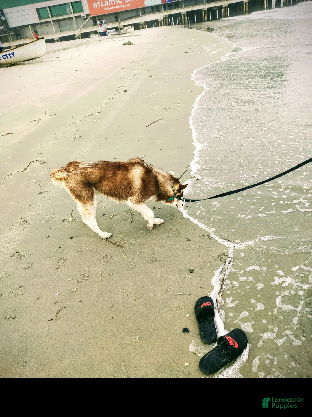 Siberian Husky dogs for sale: Smokey - Ad 4