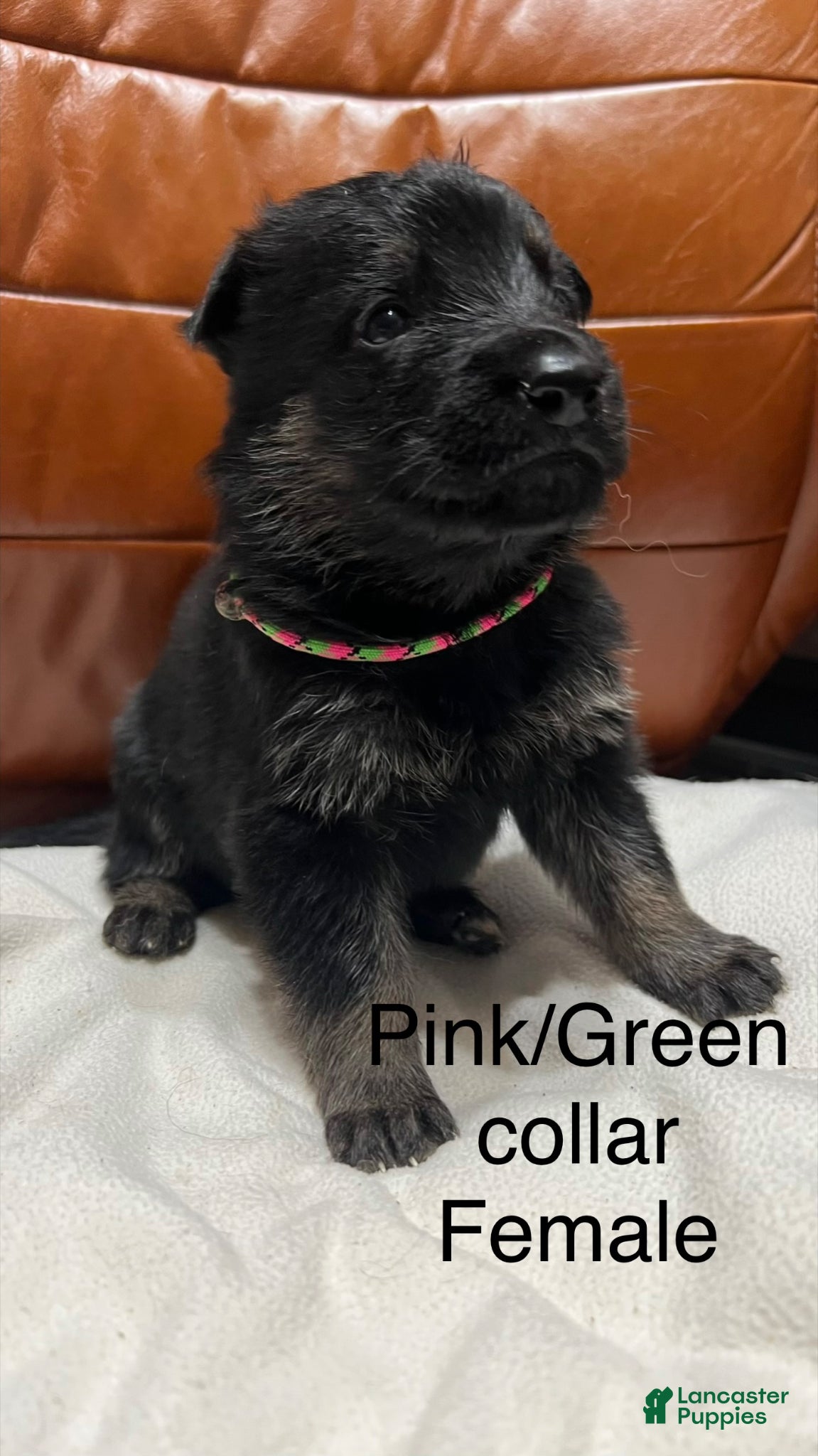 German Shepherd dogs German Shepherd Puppy 11 - Ad 19