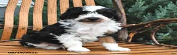 Miniature Poodle dogs for sale: Muffin - Ad 2