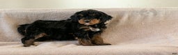 Bernedoodle dogs for sale: Cinderella - Ad 3