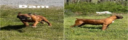 Boxer dogs for sale: AKC Boxer - Female 1 - Ad 5