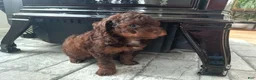 Miniature Poodle dogs for sale: Zara - Ad 4