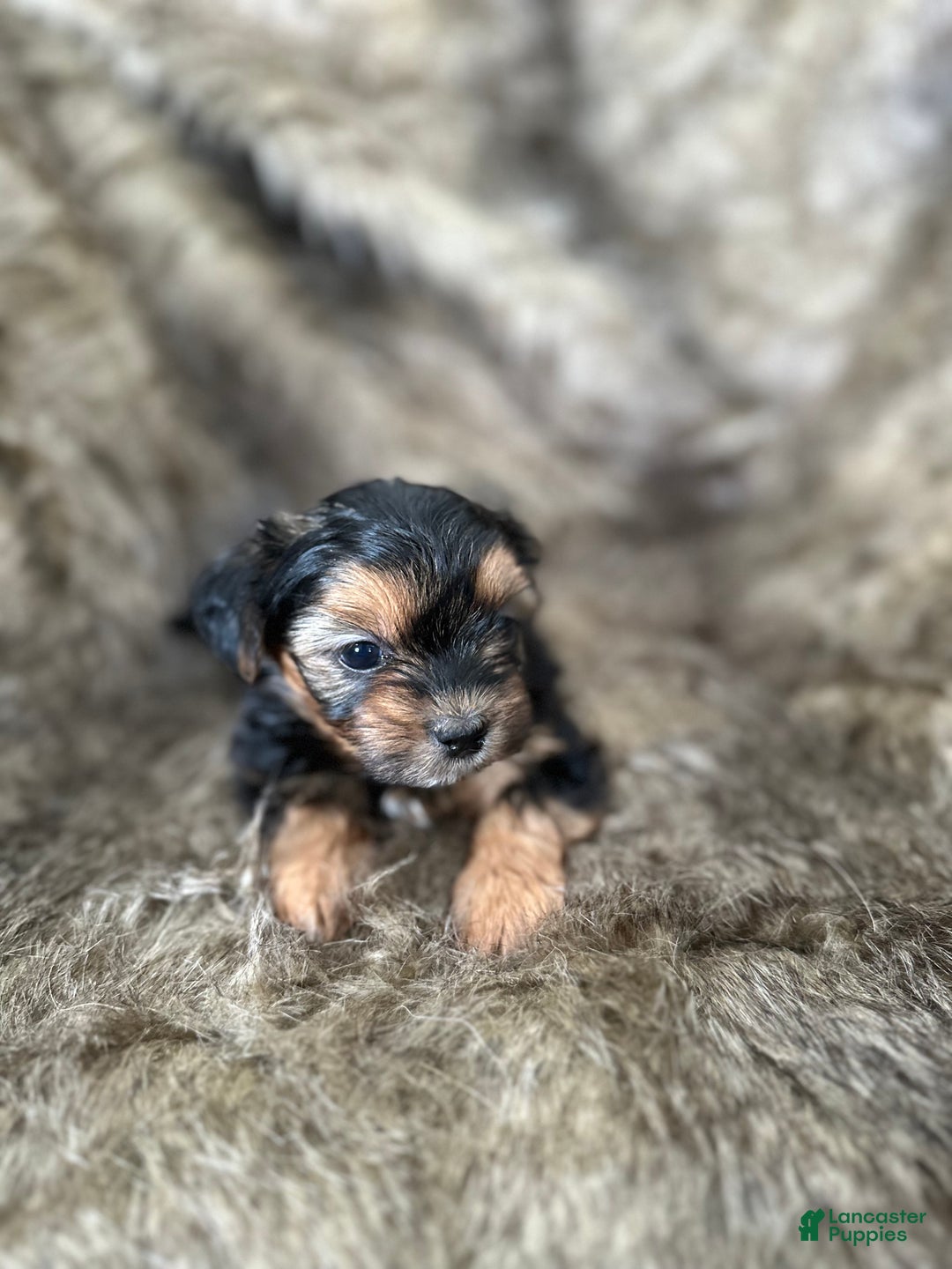 Shorkie dogs for sale: Camryn - Ad 3