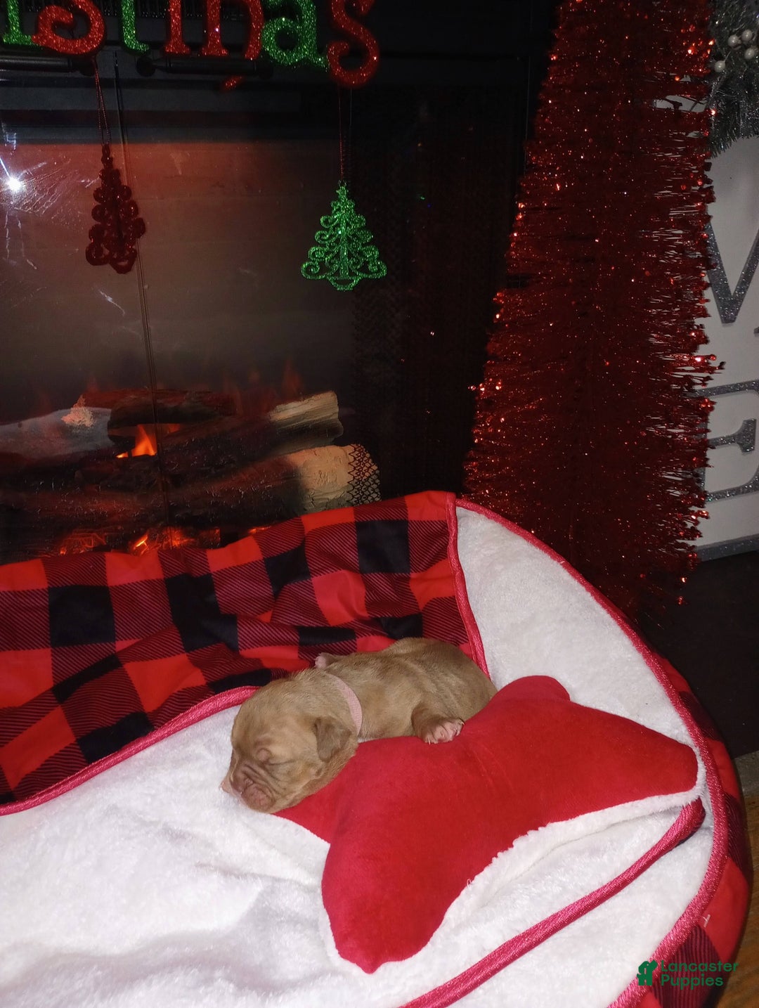 Olde English Bulldogge dogs for sale: Olde English Bulldogge Puppy 3 - Ad 13