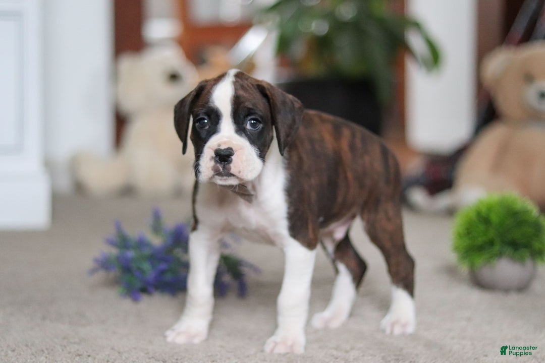 Boxer dogs for sale: Bruce - Ad 5