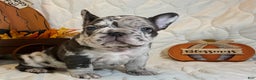 French Bulldog dogs for sale: Arrow - Ad 12